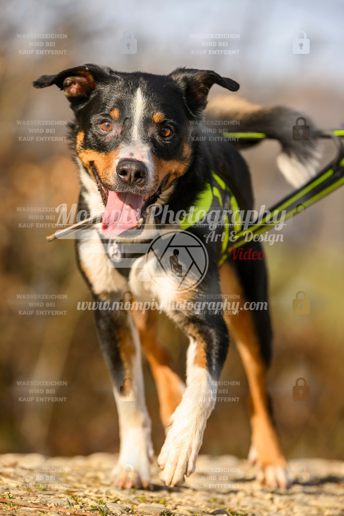 MompixPhotography_6ReiatRennen2026_SA_HappyDog-169 | PayLife