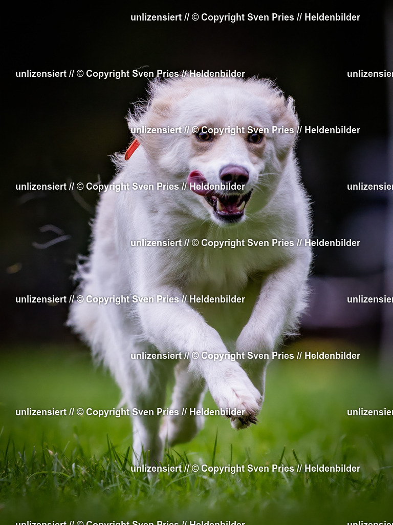 Sven Pries | 2024-10-19 - Hunderennen Ober-Grombach - Realisiert mit Pictrs.com