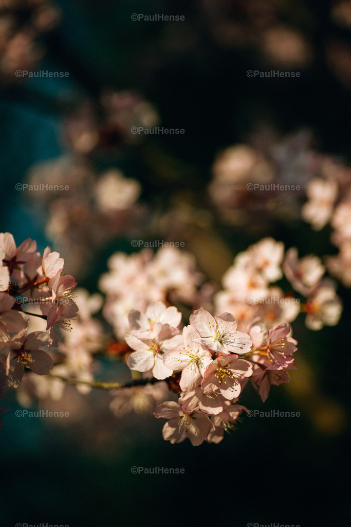 20220324_PaulHense_S0016_DSC03468 | paulhense - Realisiert mit Pictrs.com