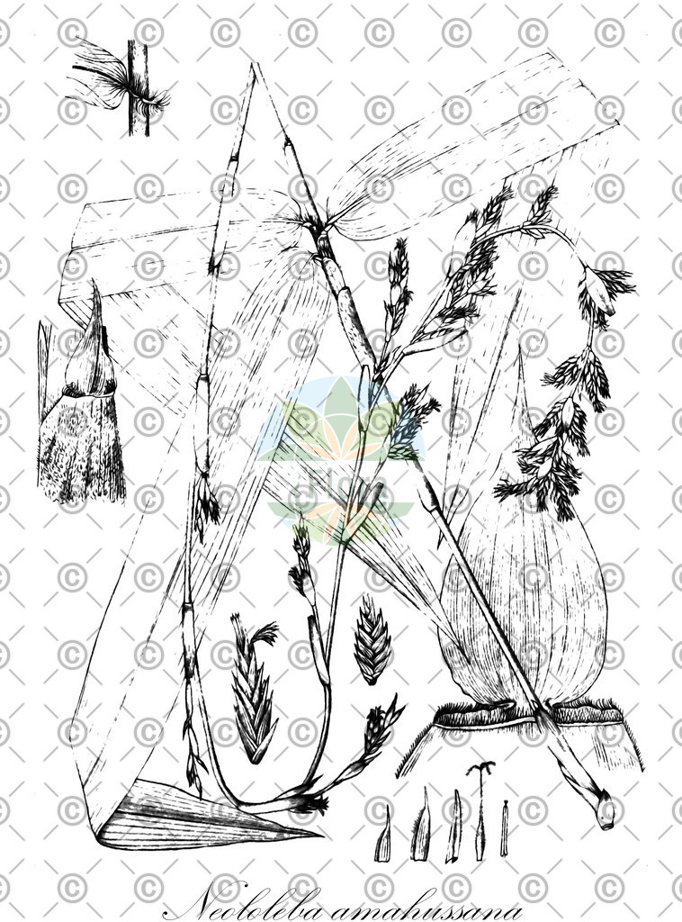 HistAbb_wfo-0001249957_1_ENZY_Simple | Historische Abbildung von Neololeba amahussana - Poaceae | Historical Illustration of Neololeba amahussana - Poaceae