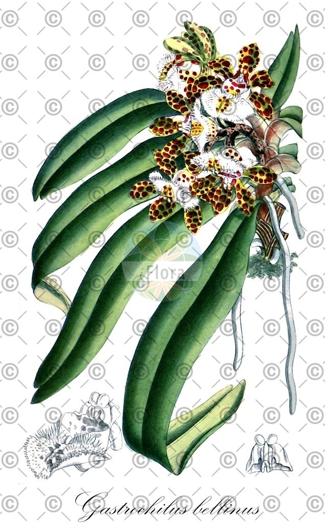 HistAbb_4MCZ_1_ENZY_Simple | Historische Abbildung von Gastrochilus bellinus - Orchidaceae | Historical Illustration of Gastrochilus bellinus - Orchidaceae