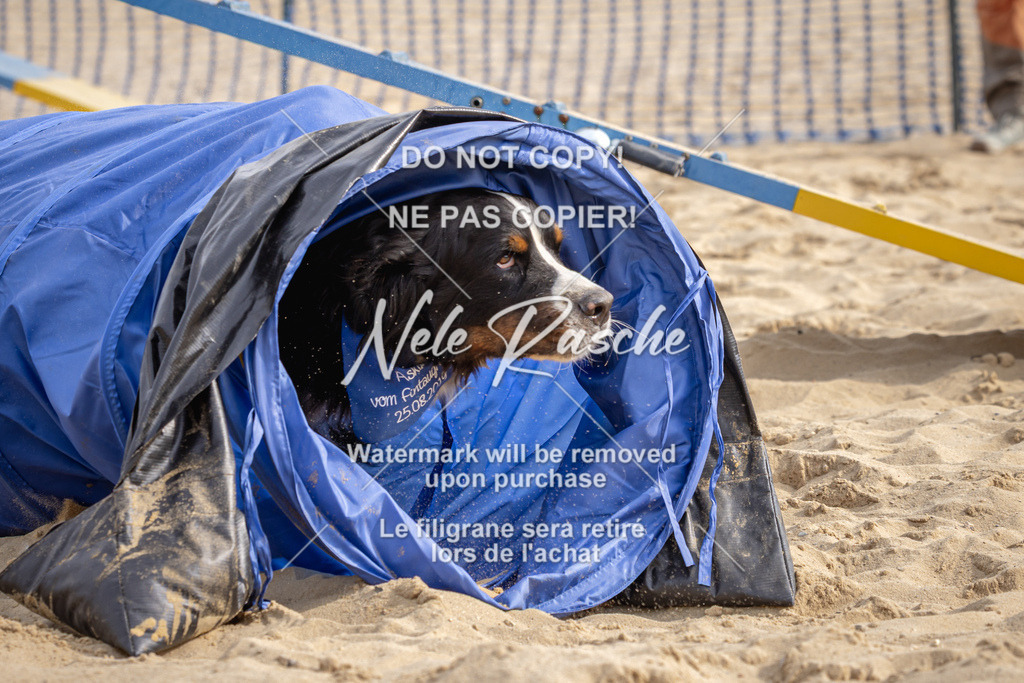 nelerasche_BuHu2026_So09-10_77 | nelerasche
