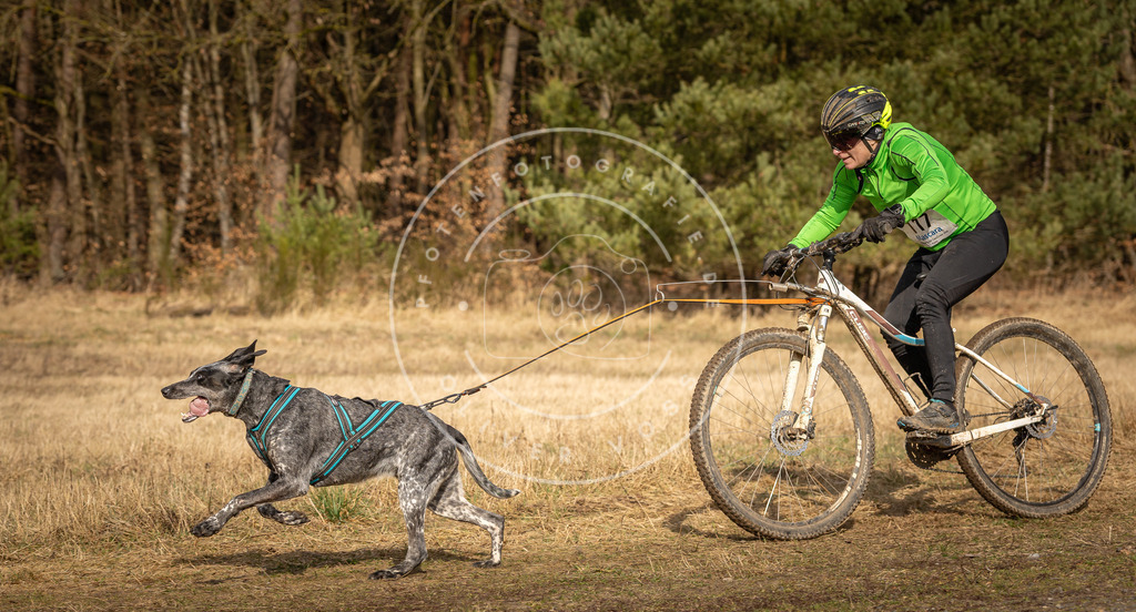 DV3A4427 | Hundefotografie, Tierfotograf, Pfotenfotografie, Fotoshooting Hund, Hunde Portrait, Hundesport, Hundeportraits, Heideshooting, Hunde, Sportfotograf, Hundefotograf, Turnierhundsport, THS,  - Realisiert mit Pictrs.com