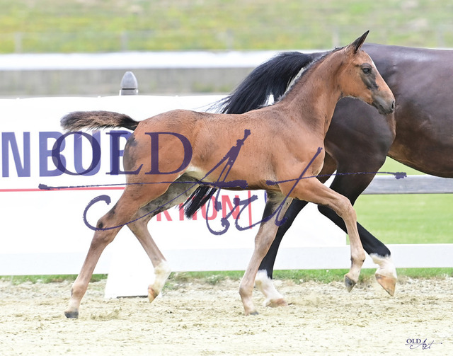 35 Frieda DE418180476422 HE-Fo Fire and Ice J - Contendro I_b | <meta name="description" content="★Offizieller Merchandise und Foto-/Videostore des Oldenburger Verbandes.★ ✅Jetzt auch digital Ausdrucke erhältlich." />
<meta name="keywords" content="Merchandise Foto-/Videostore Oldenburger Verband Photographie 