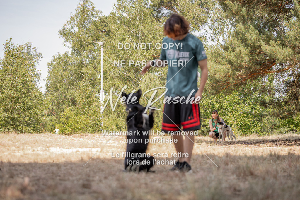 nelerasche_soDD2_339 | nelerasche