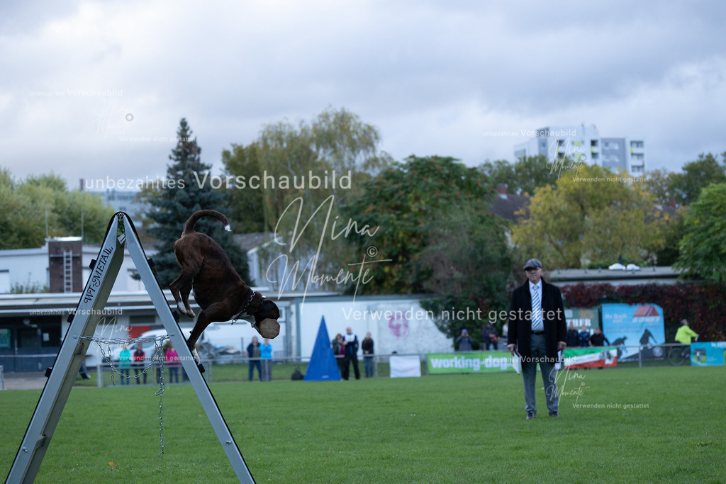 _16A4614 | Einzigartige Fotos von Hunden & Menschen –Actionfotos, Portraits, Vereinsaufnahmen & Paarshootings – authentisch, lebendig & mit Herz.