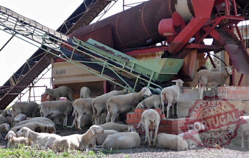 Sheep flock resting beneath industrial machinery | Flock of sheep resting and standing under old industrial machinery on a sunny day - Realisiert mit Pictrs.com