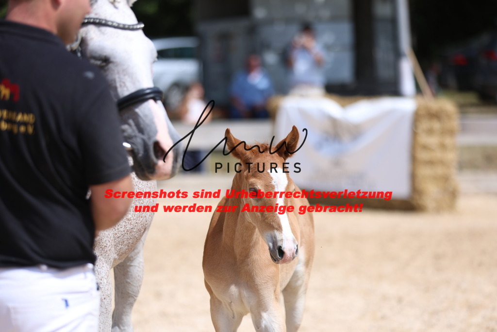 Fohlenschau_Schwäbisch_Hall_Ponys_KN 43_6 | lmwpictures - Realisiert mit Pictrs.com