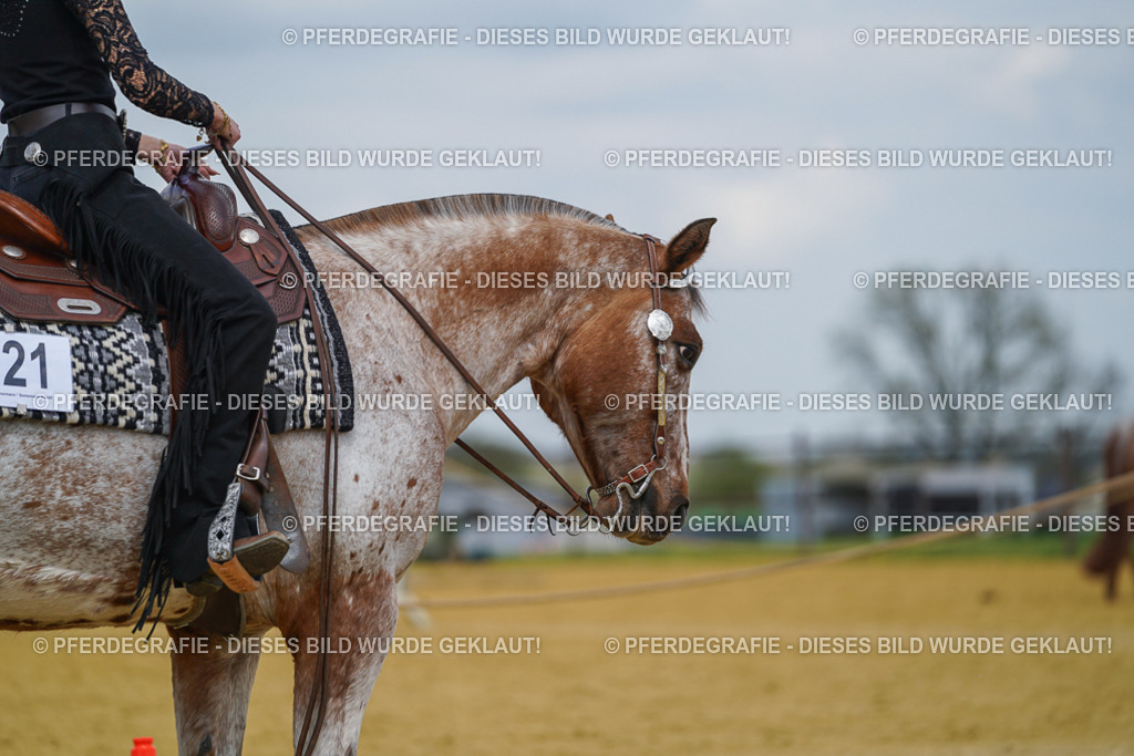 DSC05630 | Pferdegrafie