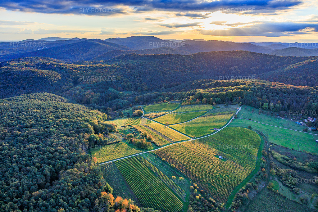 Luftbild: Lichtung im Pfälzerwald für die Weinlage Haardtrand-Wolfsteig in Pleisweiler-Oberhofen im Bundesland Rheinland-Pfalz in Deutschland. Foto: IMG_150374.jpg vom 15.10.2025 durch Werner Riehm/FLY-FOTO.de