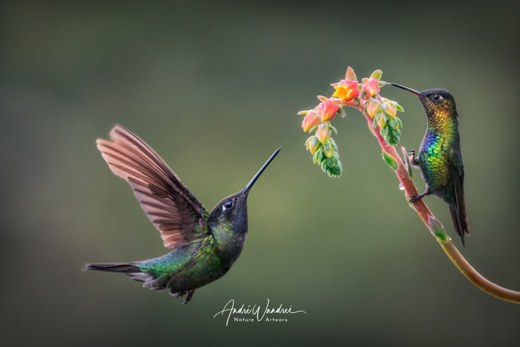 Nektarsuche | Andre Wandrei - Nature Artworx - Realisiert mit Pictrs.com