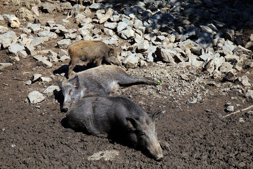 Foto: Leipzig - Wildpark Leipzig | Das Team hinter BILDLEXIKON LEIPZIG bündelt historische wie aktuelle Informationen über die Stadt Leipzig in Text und Bild auf einer Plattform und stellt diese der interessierten Öffentlichkeit zur Verfügung.