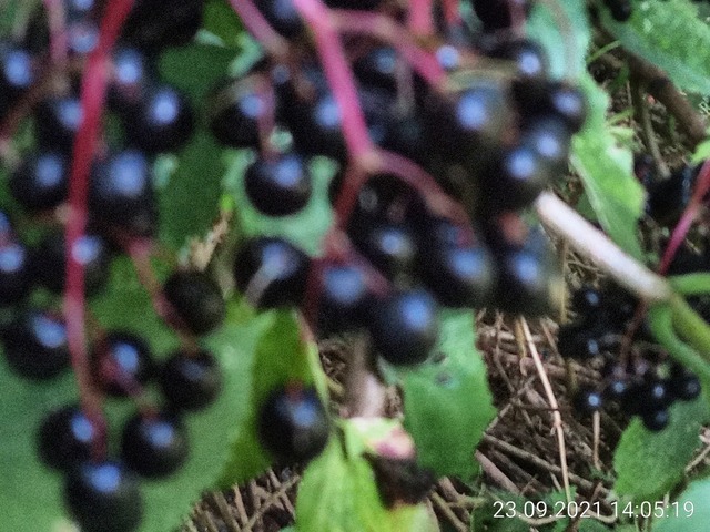 Holunderbeeren | Verkauf von Fotos und  Videoclips zumThema Natur.Motive sind Pflanzen, Tiere, Landschaftenund Wetter - Realisiert mit Pictrs.com