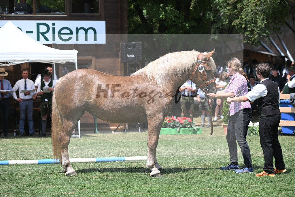 Kat-Nr. 40 Una_Lichtenegger_20230604 | hf-fotografie - Realisiert mit Pictrs.com