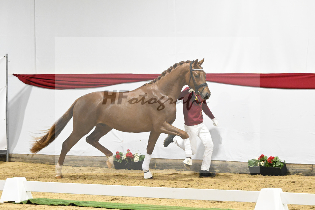 Kat-Nr. 8 v. Viva Gold_Limbecker_63220234 | hf-fotografie - Realizzato con Pictrs.com