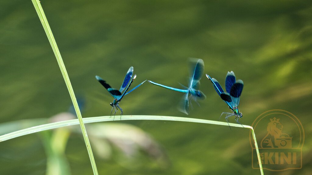 P1351938-1 | Foto, Natur, Tiere, Urlaub, Georgien,  - Realisiert mit Pictrs.com