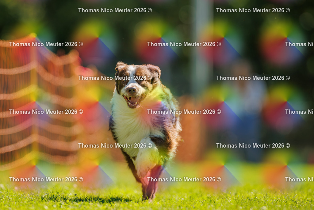 Thomas_Nico_Meuter(C)_06. September 2026_223A2278 | Bild von Thomas Nico Meuter - Realisiert mit Pictrs.com