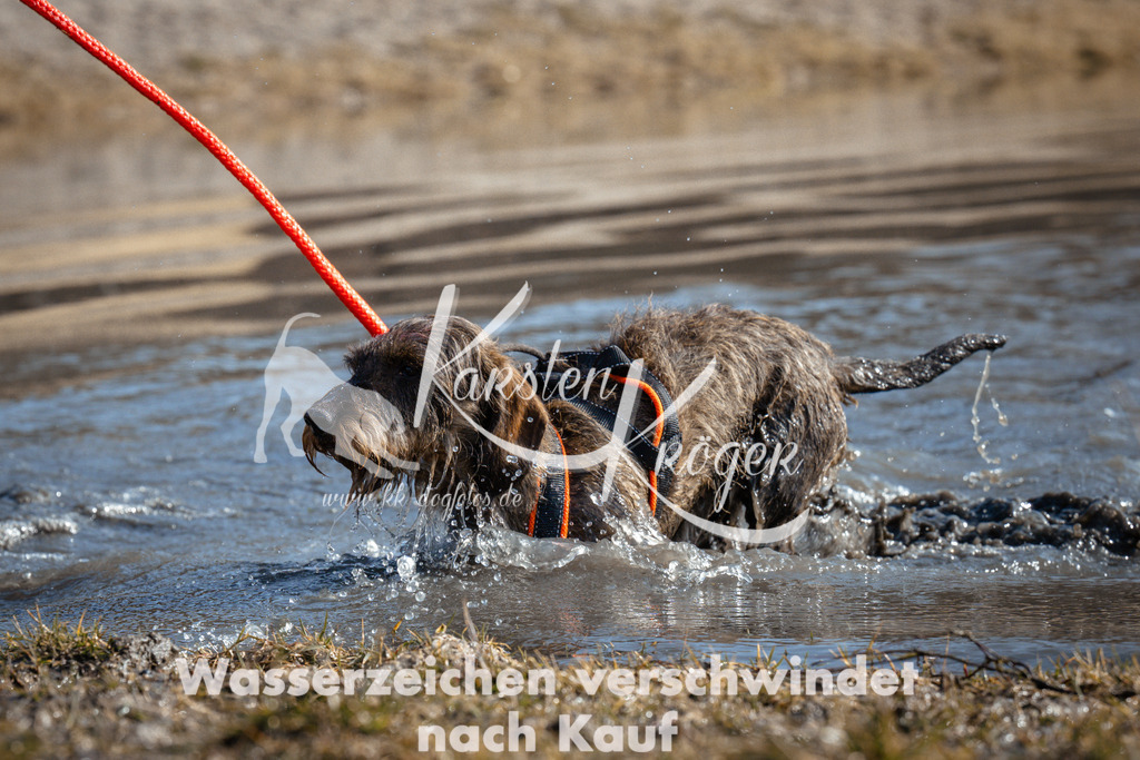 1111_ZZ92952 | kk-dogfotos