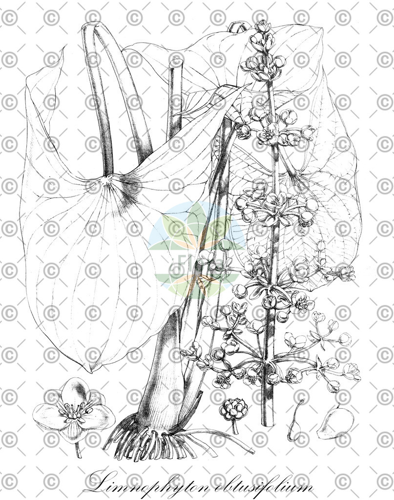 HistAbb_wfo-0000227649_1_ENZY_Simple | Historische Abbildung von Limnophyton obtusifolium - Alismataceae | Historical Illustration of Limnophyton obtusifolium - Alismataceae