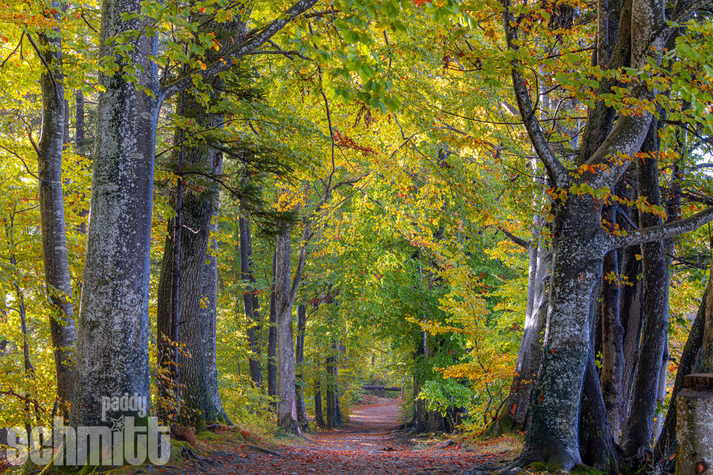 PS-Natur-2026-132 | Entdecke die größte Bildgalerie der Region mit Fotografien aus dem Allgäu, der Bodenseeregion, Oberschwaben, dem Donautal und der Schwäbischen Alb. Landschaften, Luftaufnahmen und Reisefotografie als Wandbild und Fotokunst. - Realisiert mit Pictrs.com