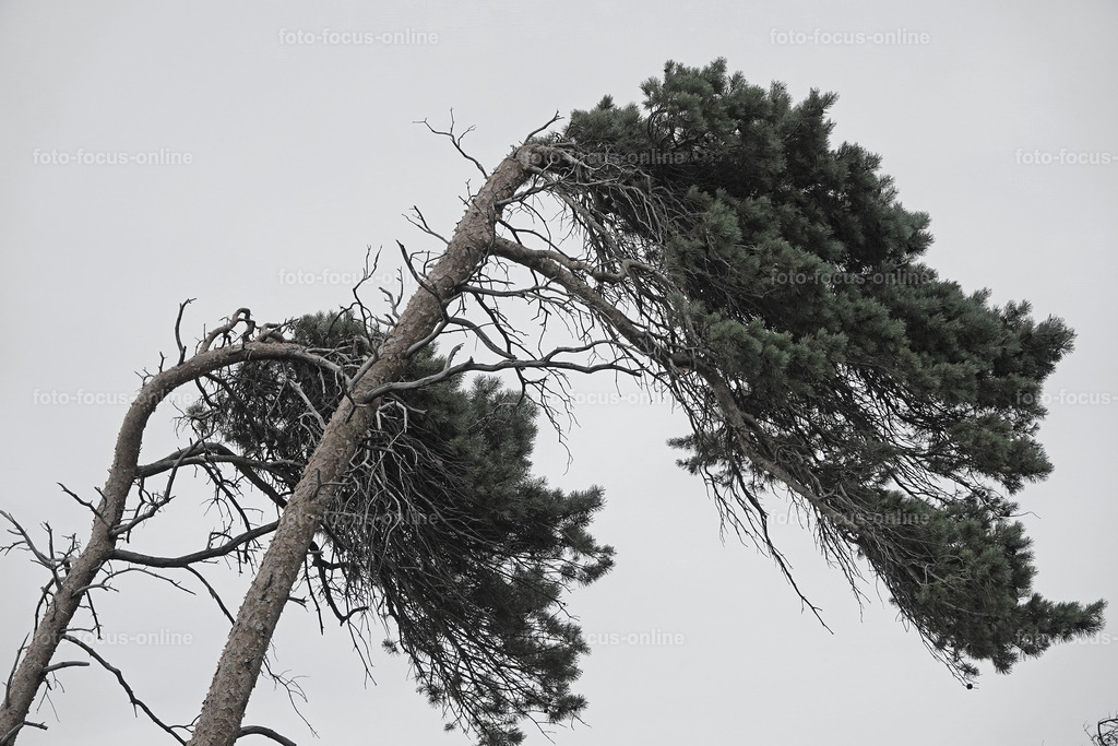 Windswept trees | wind escaper tree in grey weather