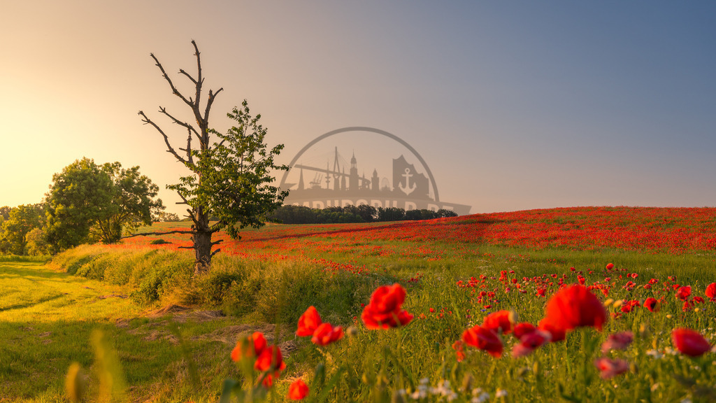 stativkunst-576 | Exklusive Hamburg collagen, tolle Segelbilder und viele weitere tolle Motive auf Leinwand, Poster, Alu-Dibond, u.v.m. findet Ihr bei uns auf hamburgbild.de. Findet Euer Wandbild für Euer Zuhause, Büro oder die  Praxis…. - Realisiert mit Pictrs.com