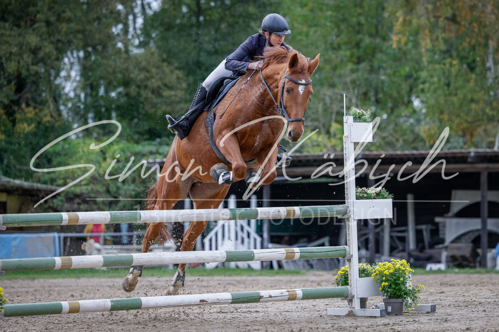 20251012-_3LI5225 | Tierfotografie Pferde, Hunde, Katzen, Haustiere.
Turnierfotografie Reitturniere, Reiten, Springreiten, Dressur in Hanau, dem Main-Kinzig-Kreis und dem Rhein-Main- Gebiet um Frankfurt