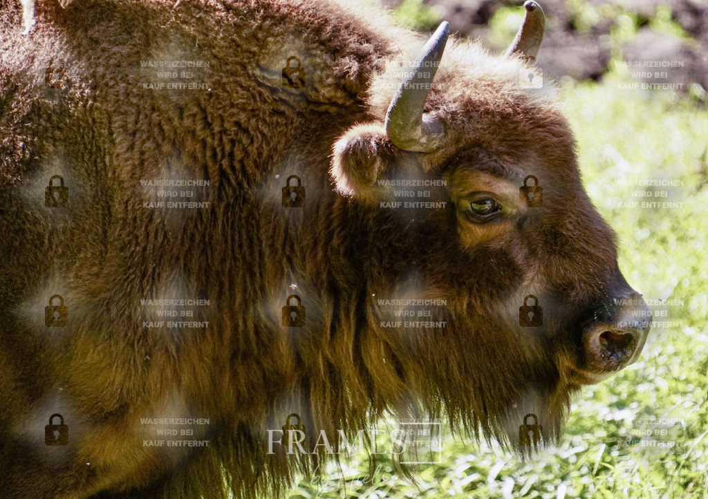 Bison | Frames by Niels – Fotograf aus Wassenberg (Nähe Mönchengladbach). Natürliche Fotos von Menschen, Tieren, Produkten und Architektur. Outdoor-Shootings & professionelle Prints direkt im Shop bestellen oder vor Ort buchen. - Realisiert mit Pictrs.com