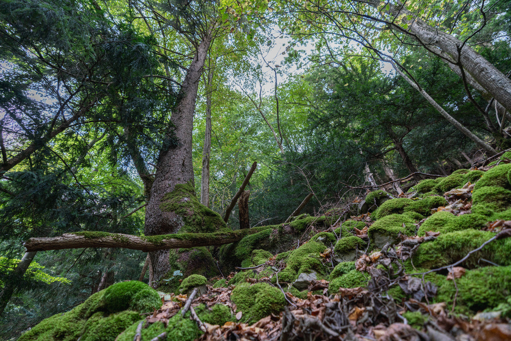 ZD250916094557 | Fotoshop von zweidimensional Fotografie. Ihr Fotograf im Aargau. Abzüge von Ihrem Fotobox Event bestellen.Abzüge von Ihrem Hochzeit bestellen.Abzüge von Ihrem Schulfotograf bestellen.