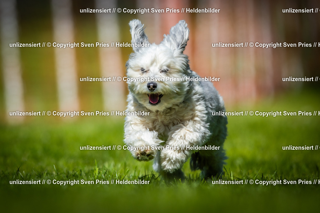 Hunderennen_April_2026_592 | 2026-04-26 - Hunderennen Baden-Oos April 2026 - Realisiert mit Pictrs.com