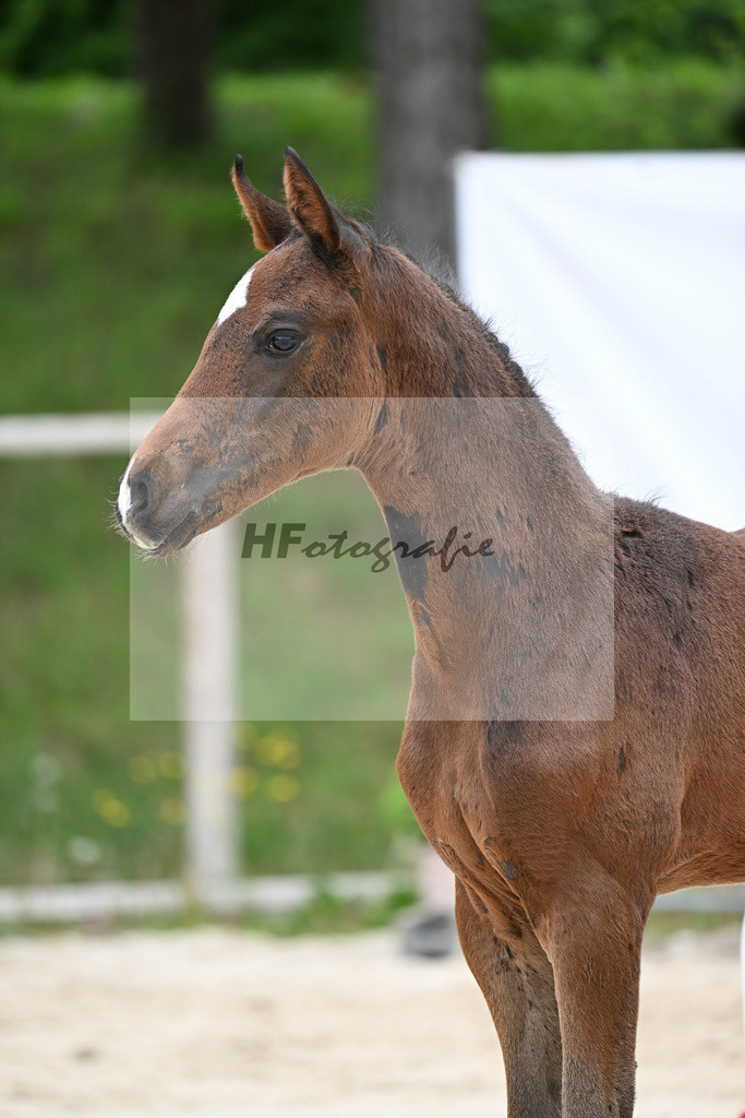 Kat-Nr. 13 SF Debutant PS x Finest_Geyer_24260430 | hf-fotografie - Realizzato con Pictrs.com