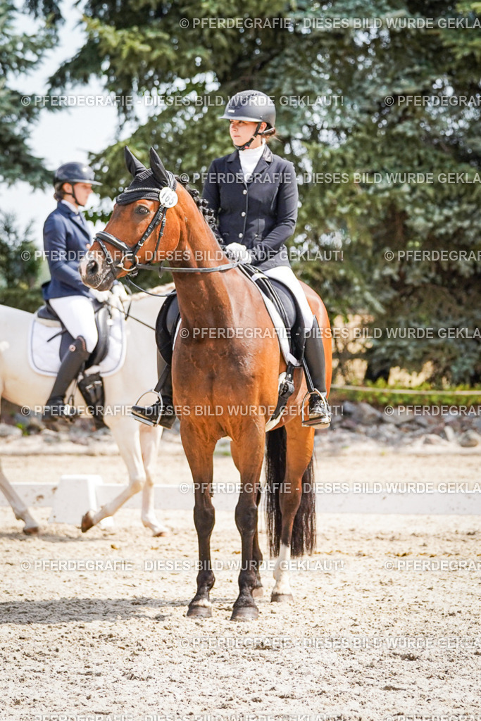 DSC02186 | Pferdegrafie