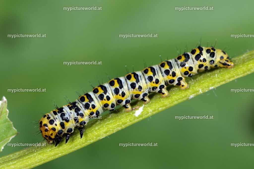 Shargacucullia scrophulariae-001 | Das Bilderarchiv über Tiere, Planzen und Landschaften. In der Bilddatenbank finden Sie ein große Auswahl an hochwertigen Bilder für Ihre Werbung - Realisiert mit Pictrs.com