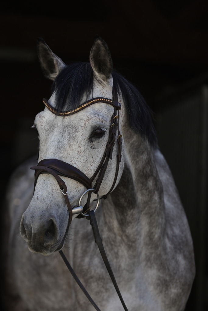 0P6A8960 | Willkommen bei Brunnmayr - Design & Fotografie – Ihrem Spezialisten für Reitturniere und Pferdeveranstaltungen in Oberösterreich, Salzburg und Bayern! Seit über 17 Jahren sind wir leidenschaftlich dabei.