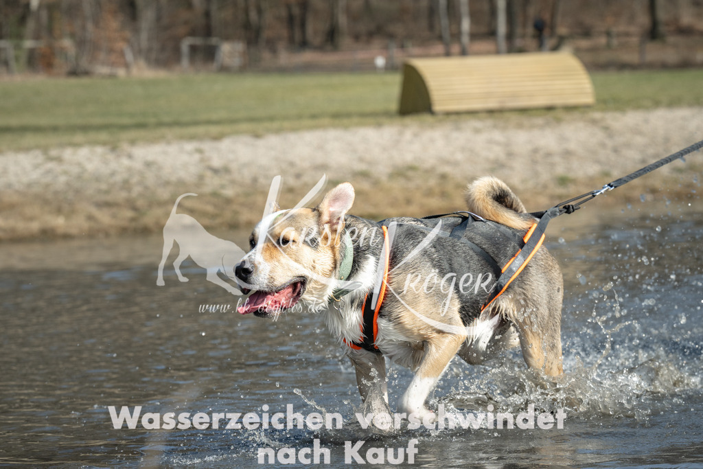 1221_ZZ99264 | kk-dogfotos