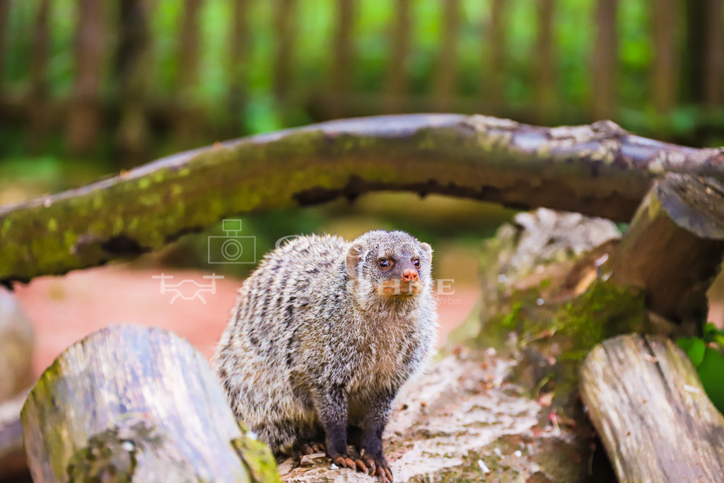 Zebramanguste-2746 | Die Zebramanguste ist in der Regel tagsüber aktiv und verbringt die Nacht in selbst gegrabenen Erdlöchern oder in Felsspalten. Sie ist eine wichtige Beute für größere Raubtiere wie Leoparden, Hyänen und Schakale. In einigen Regionen wird die Zebramanguste auch gejagt, um ihr Fleisch zu essen oder ihr Fell zu nutzen. - Realisiert mit Pictrs.com
