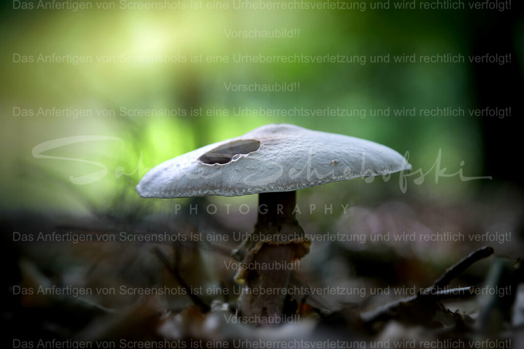 Wandbild Pilz | People- und Tierfotografie, Imageaufnahmen, Veranstaltungsfotografie und Wandbilder aus der Natur ★ Made in Germany ✔️ Druck + Downloads ✔️ Naturfotografie in Top Qualität ★ schneller Versand, weltweite Lieferung! - Realisiert mit Pictrs.com