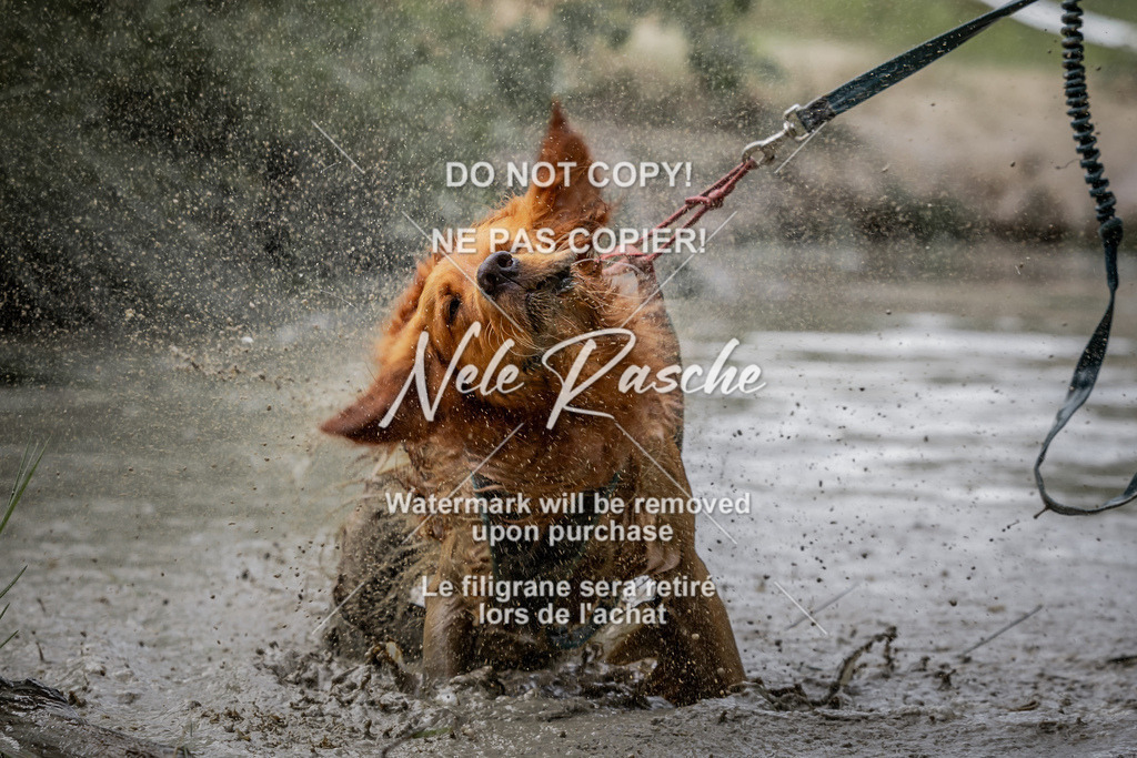 nelerasche_so0800-0930_188 | nelerasche