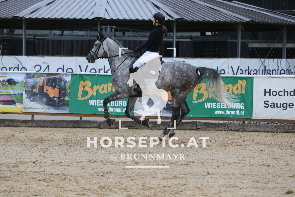 DL2Q4071 | Willkommen bei Brunnmayr - Design & Fotografie – Ihrem Spezialisten für Reitturniere und Pferdeveranstaltungen in Oberösterreich, Salzburg und Bayern! Seit über 17 Jahren sind wir leidenschaftlich dabei.