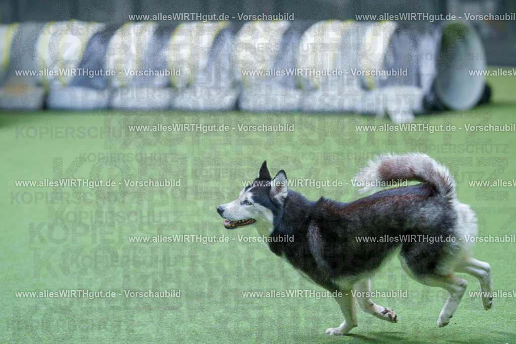 @allesWIRTHgut_Tierfotografie - www.allesWIRTHgut.de - 2604251549-7R506247 | Professionelle Tierfotografie in Mönchengladbach von Daniel Wirth (allesWIRTHgut). Liebevolle & natürliche Bilder von Hunden & Katzen für unvergessliche Erinnerungen.