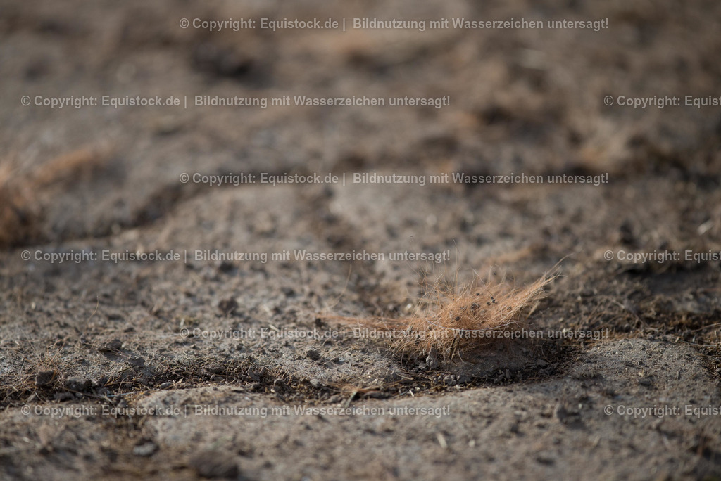 TS_20180305_Pferdehaare_0001 | Foto: Thomas Hartig