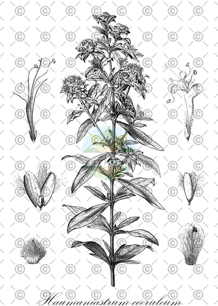 HistAbb_wfo-0001087450_1_ENZY_Simple | Historische Abbildung von Haumaniastrum coeruleum - Lamiaceae | Historical Illustration of Haumaniastrum coeruleum - Lamiaceae