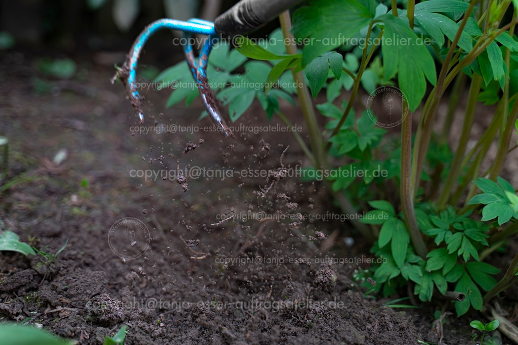 Gartenarbeit Harke D | Eine Blumenharke mit 3 Zinken lockert das Substrat im Blumenbeet. Frühlingsarbeit im Blumenbeet. Die Erde fliegt durch die Luft, der Grubber ist in Bewegungsunschärfe. Im Hintergrund ist Lamprocapnos spectabilis.