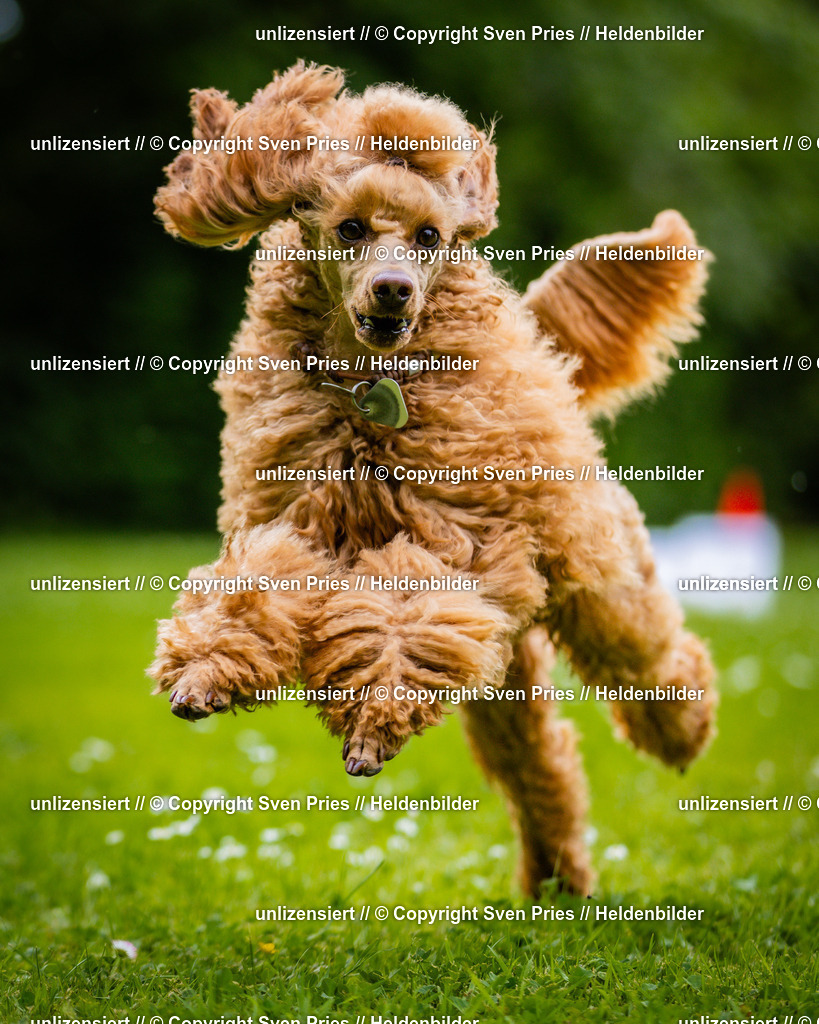 Sven Pries | 2025-05-29 - Pudelrennen KA-Durlach - Realisiert mit Pictrs.com