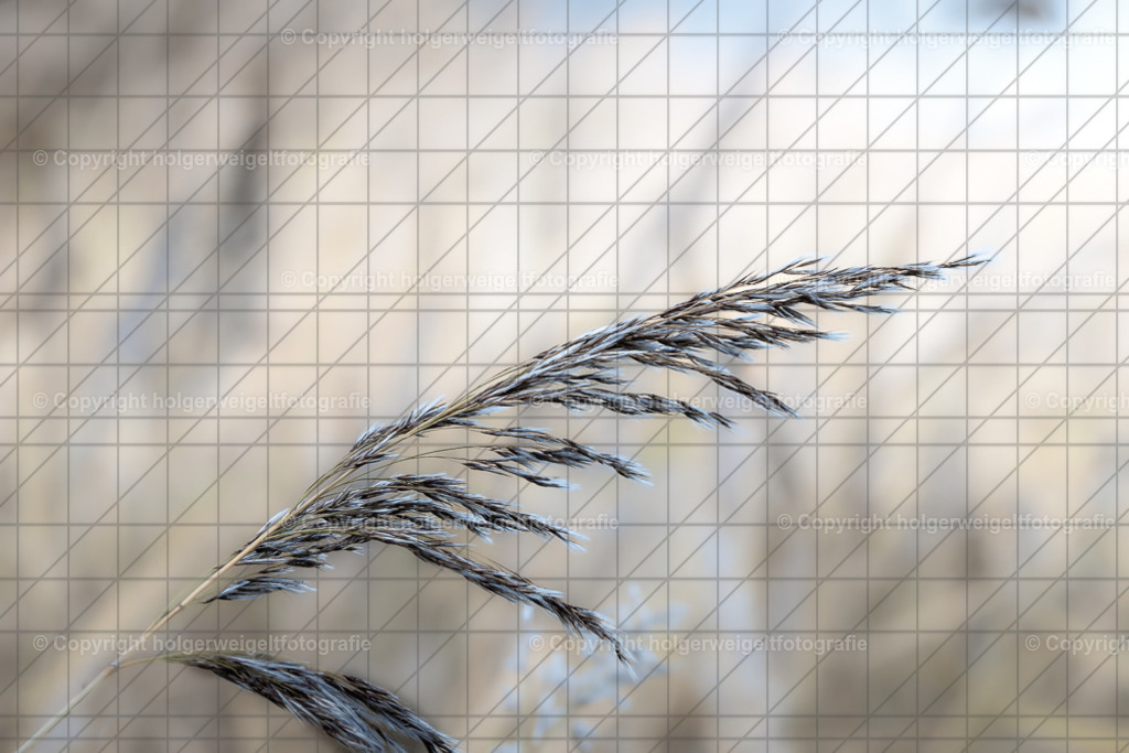 Gras | Kaufen sie online außergewöhnliche Fotografien auf Leinwand Acrylglas Fotoprint Aludibond von holgerweigeltfotografie - Realisiert mit Pictrs.com