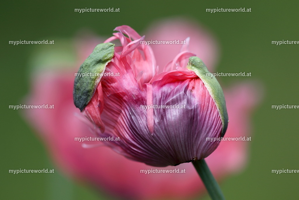 Schlafmohn-005 | Das Bilderarchiv über Tiere, Planzen und Landschaften. In der Bilddatenbank finden Sie ein große Auswahl an hochwertigen Bilder für Ihre Werbung - Realisiert mit Pictrs.com