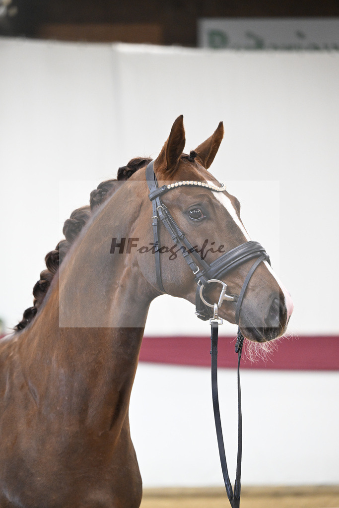 Kat-Nr. 113 Benicio x Floriscount_Galneder Zuchthof GbR_47253738 | hf-fotografie - Realisiert mit Pictrs.com