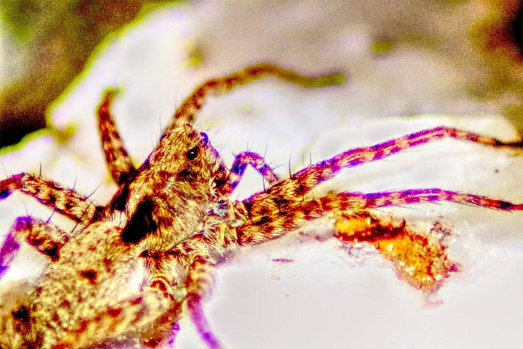 Spinne 1 | www-pimpup-me - Realisiert mit Pictrs.com