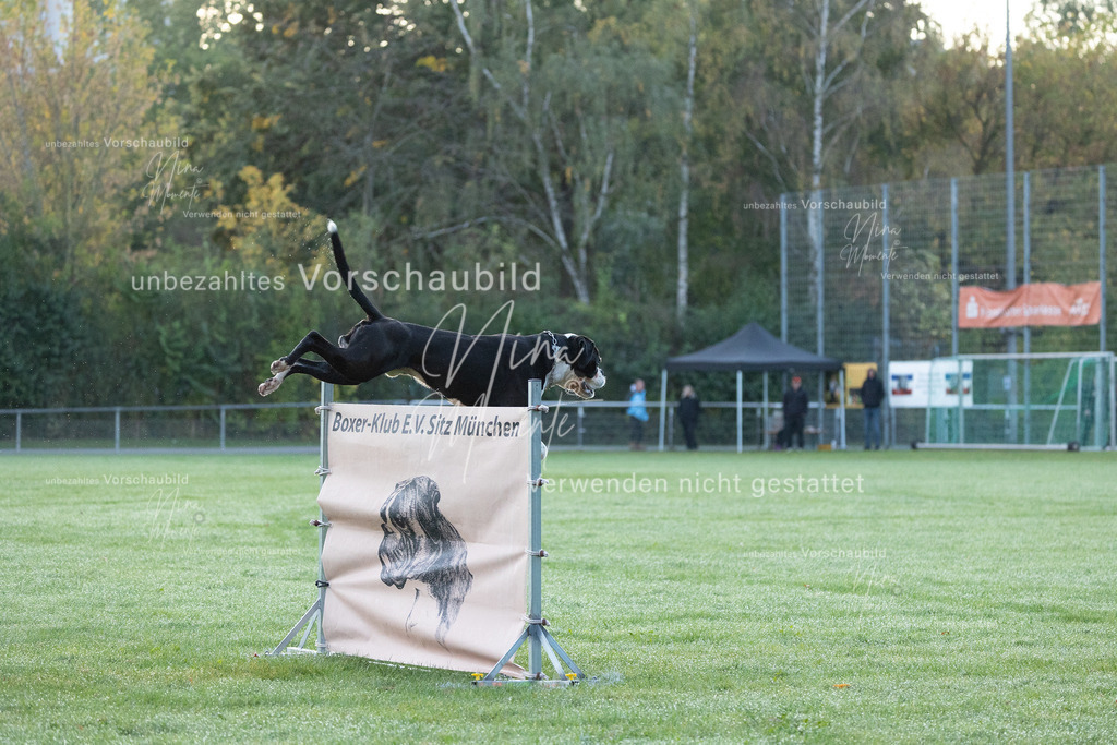 _16A5739 | Einzigartige Fotos von Hunden & Menschen –Actionfotos, Portraits, Vereinsaufnahmen & Paarshootings – authentisch, lebendig & mit Herz.