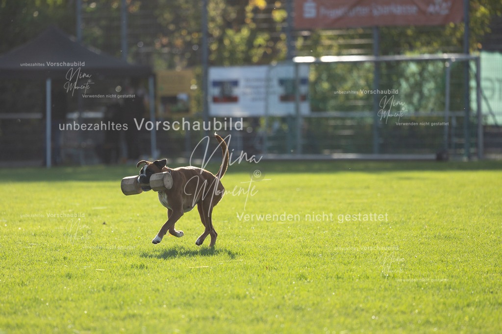 _16A4786 | Einzigartige Fotos von Hunden & Menschen –Actionfotos, Portraits, Vereinsaufnahmen & Paarshootings – authentisch, lebendig & mit Herz.